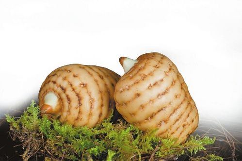 鏈上發力 云藥產業提質升級