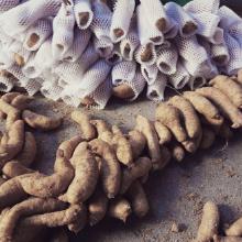 山天麻價格 山天麻批發 山天麻廠家 