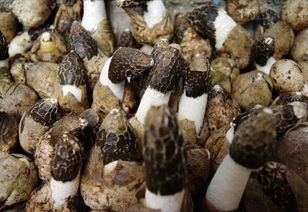 種植天麻的樹(shù)木俗稱 菌柴 上面長(zhǎng)的蘑菇能吃么