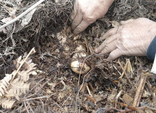 它被稱為天麻,野生1斤 200元 有人買(mǎi),珍貴還值錢(qián),別忽視