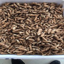 洋荷姜栽培技術圖片 藥材種子種苗行業 中國供應商