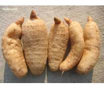 天麻種植技術熱賣促銷