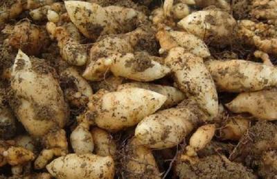 冬季吃天麻,用對這些吃法,冬補春打*!你知道&ldquo;赤箭&rdquo;天麻嗎?