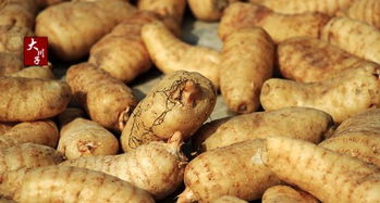 如何正確的把新鮮天麻制作成干天麻 若需蒸煮,蒸煮時間多少為宜