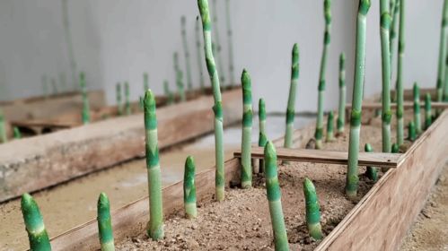 打造騰沖 翡翠天麻 品牌 助力全國林下天麻產區(qū)建設