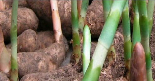 天麻長(zhǎng)根用什么肥料 天麻追肥用哪種肥料 一年追幾次肥