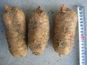 徐洪熊教大家種植天麻，發家致富之路