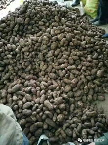 彝鄉寶藏 天麻之外，還有這些生態饋贈值得品味