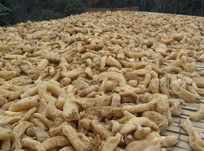 古代釀中珍品，天麻 無根無葉高兩米，曬干一斤三百元